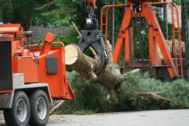 How Our Tree Care Process Works  in  Carleton, MI