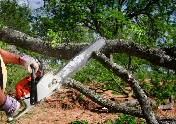 Best Tree and Shrub Care  in Carleton, MI